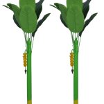 simonart and printing banana tree home and pooja decor 3 ft