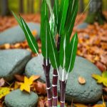 golu dolls handicrafts Artificial Sugar Cane Tree 2 ft