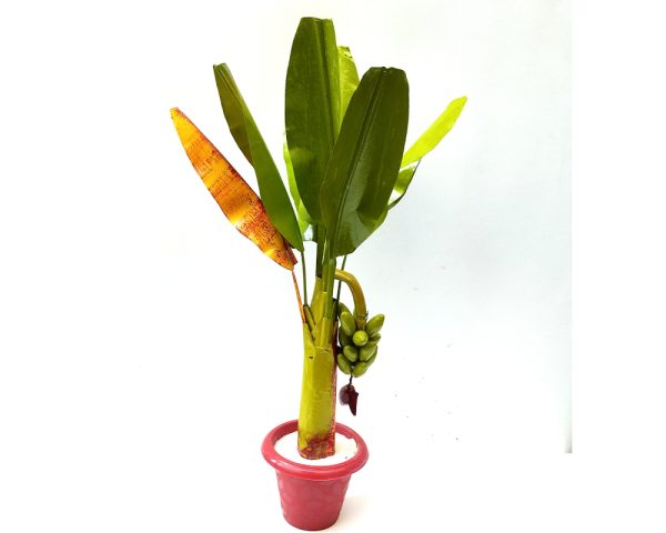 artificial banana tree 1.6 ft 1pair  pooja decor